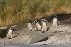 Magellanic penguin