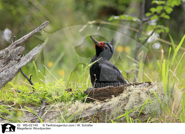 Magellanic Woodpecker / WS-02149