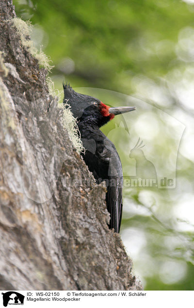 Magellanic Woodpecker / WS-02150