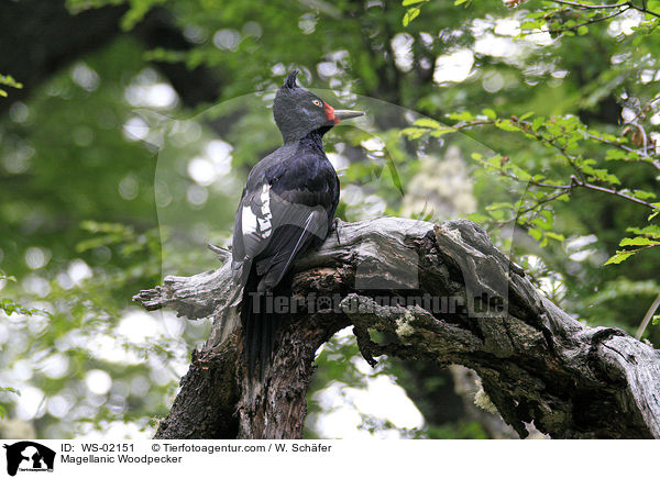 Magellanic Woodpecker / WS-02151