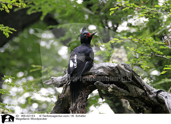 Magellanic Woodpecker / WS-02153