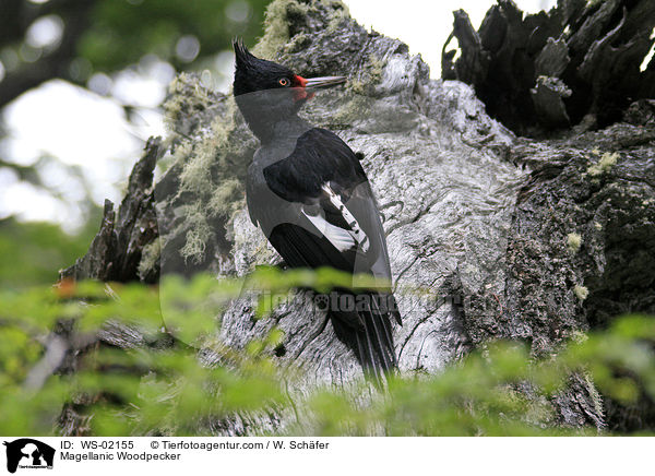 Magellanspecht / Magellanic Woodpecker / WS-02155