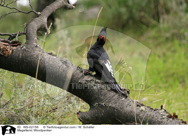 Magellanic Woodpecker / WS-02156