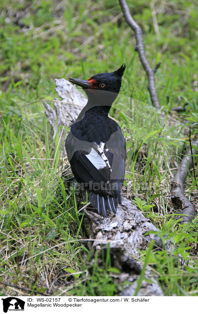 Magellanspecht / Magellanic Woodpecker / WS-02157