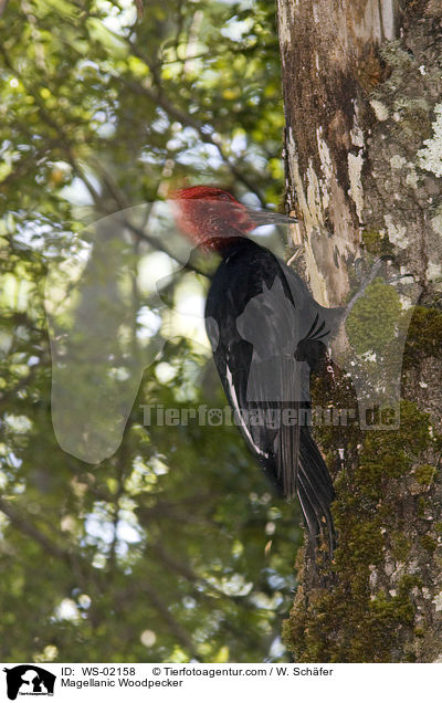 Magellanic Woodpecker / WS-02158