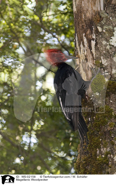 Magellanspecht / Magellanic Woodpecker / WS-02158