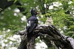 Magellanic Woodpecker