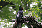 Magellanic Woodpecker