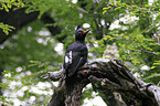 Magellanic Woodpecker