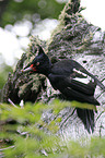 Magellanic Woodpecker