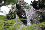 Magellanic Woodpecker