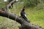 Magellanic Woodpecker