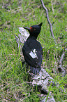 Magellanic Woodpecker