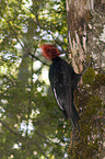 Magellanic Woodpecker