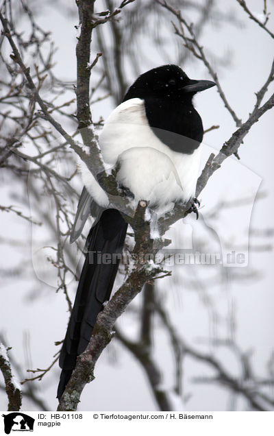 magpie / HB-01108