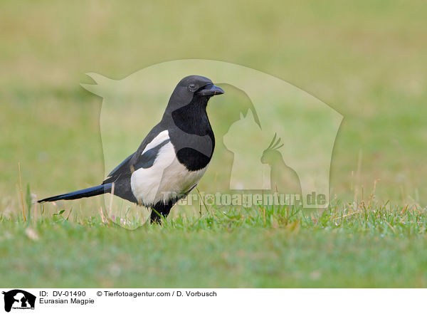 Eurasian Magpie / DV-01490