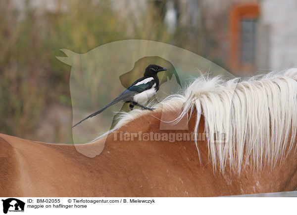 magpie on haflinger horse / BM-02055