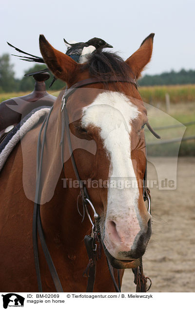 Elster auf Pferd / magpie on horse / BM-02069