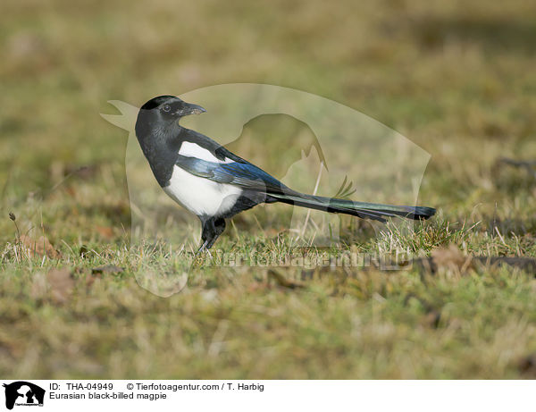 Elster / Eurasian black-billed magpie / THA-04949