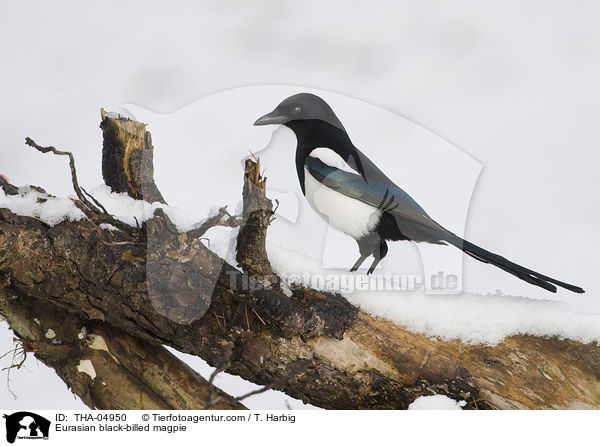 Elster / Eurasian black-billed magpie / THA-04950