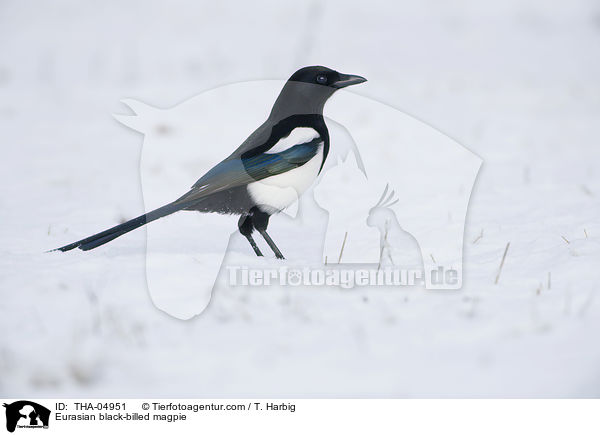 Eurasian black-billed magpie / THA-04951