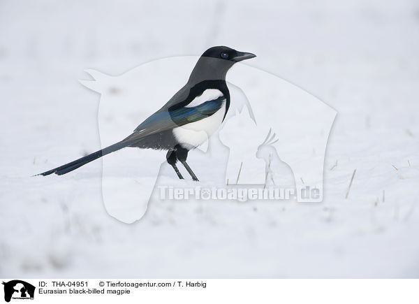 Elster / Eurasian black-billed magpie / THA-04951
