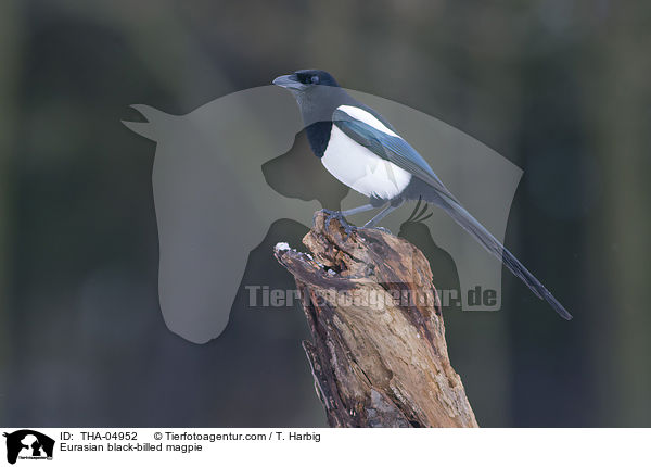 Elster / Eurasian black-billed magpie / THA-04952