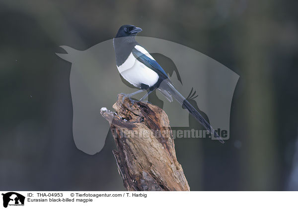 Eurasian black-billed magpie / THA-04953