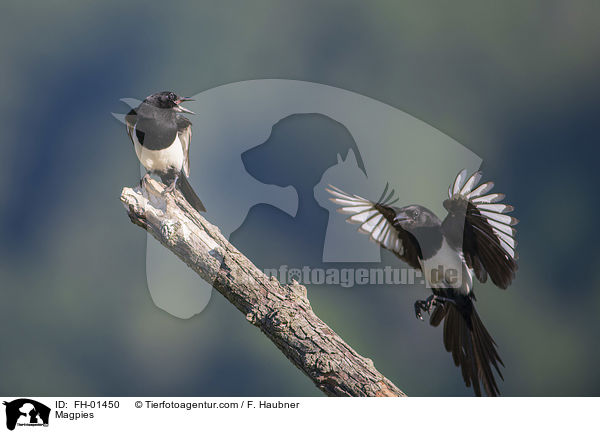 Elstern / Magpies / FH-01450