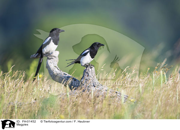 Magpies / FH-01452