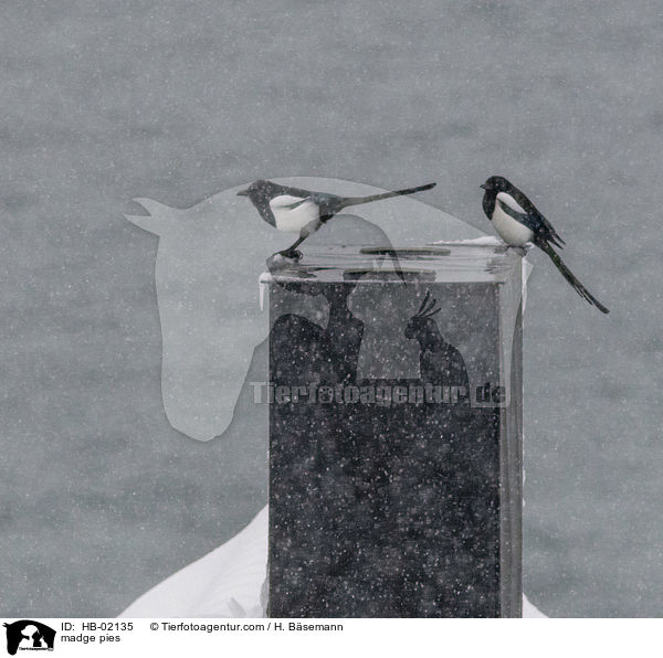 Elstern / madge pies / HB-02135