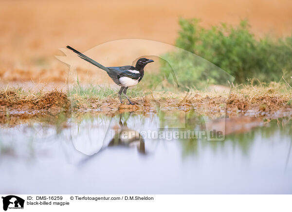 black-billed magpie / DMS-16259