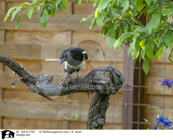 madge pie / SA-01705