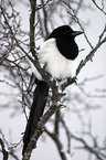 magpie