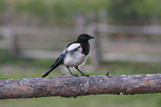 magpie