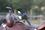 magpie