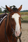 magpie on horse