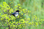 magpie