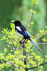 magpie