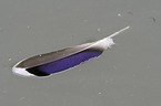magpie feather
