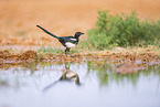 black-billed magpie