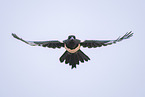 black-billed magpie