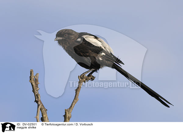 magpie shrike / DV-02501