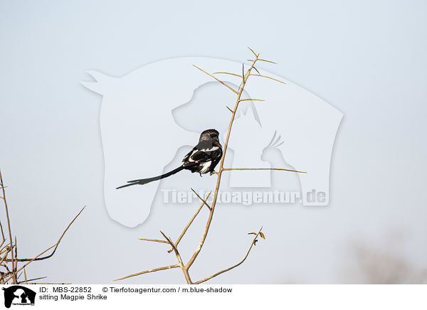 sitzender Elsterwrger / sitting Magpie Shrike / MBS-22852