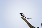 sitting Magpie Shrike