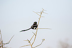 sitting Magpie Shrike