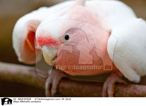 Inkakakadu / Major Mitchell's cockatoo / MAZ-05508