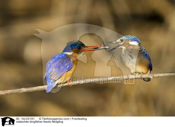 Hauben-Zwergfischer fttert Junges / malachite kingfisher feeds fledgling / HJ-03191