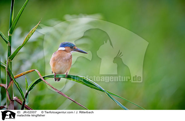 Hauben-Zwergfischer / malachite kingfisher / JR-02007