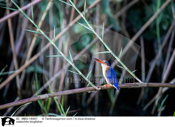 Hauben-Zwergfischer / malachite kingfisher / MBS-18887